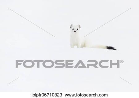 Stock Image - Stoat (Mustela erminea) in winter fur in the snow, Canton Zurich, Switzerland, Europe. Fotosearch