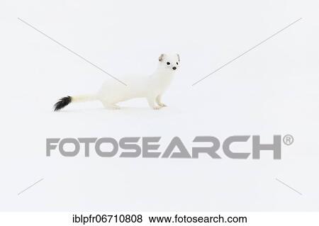 Stoat (Mustela erminea) in winter fur in the snowCanton of Zurich, Switzerland, Europe View Large Photo Image Stock Photo - Stoat (Mustela erminea) in winter fur in the snowCanton of Zurich, Switzerland, Europe. Fotosearch