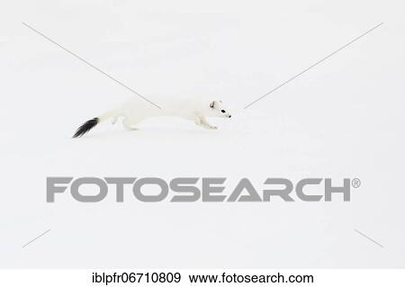Stoat (Mustela erminea) in winter fur in the snow, Canton Zurich, Switzerland, Europe View Large Photo Image Stock Photo - Stoat (Mustela erminea) in winter fur in the snow, Canton Zurich, Switzerland, Europe. Fotosearch