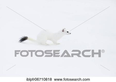 Stoat (Mustela erminea) in winter fur in the snowCanton of Zurich, Switzerland, Europe View Large Photo Image Stock Photo - Stoat (Mustela erminea) in winter fur in the snowCanton of Zurich, Switzerland, Europe. Fotosearch