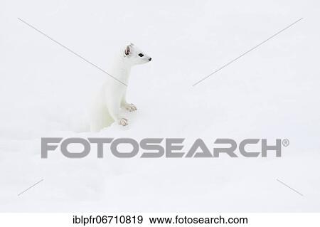 Stock Photo - Stoat (Mustela erminea) in winter fur in the snow, Canton Zurich, Switzerland, Europe. Fotosearch