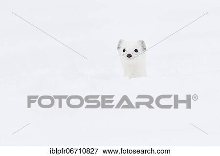 Stock Photo - Stoat (Mustela erminea) in winter fur in the snow, Canton Zurich, Switzerland, Europe. Fotosearch