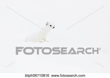 Stock Photograph - Stoat (Mustela erminea) in winter fur in the snow, Canton Zurich, Switzerland, Europe. Fotosearch
