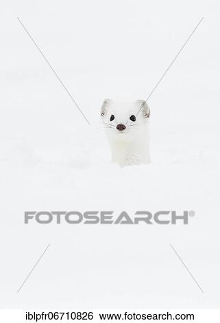 Stock Photograph - Stoat (Mustela erminea) in winter fur in the snow, Canton Zurich, Switzerland, Europe. Fotosearch