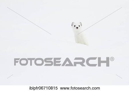 Stock Photography - Stoat (Mustela erminea) in winter fur in the snow, Canton Zurich, Switzerland, Europe. Fotosearch