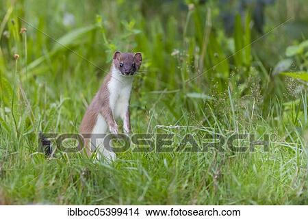 Picture - Stoat (Mustela erminea) male, Lower Saxony, Germany, Europe. Fotosearch