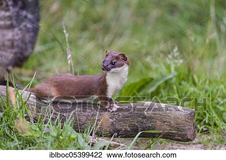 Stock Image - Stoat (Mustela erminea) male, Lower Saxony, Germany, Europe. Fotosearch