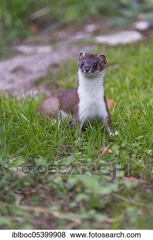 Stoat (Mustela erminea) male, Lower Saxony, Germany, Europe View Large Photo Image Stock Photo - Stoat (Mustela erminea) male, Lower Saxony, Germany, Europe. Fotosearch