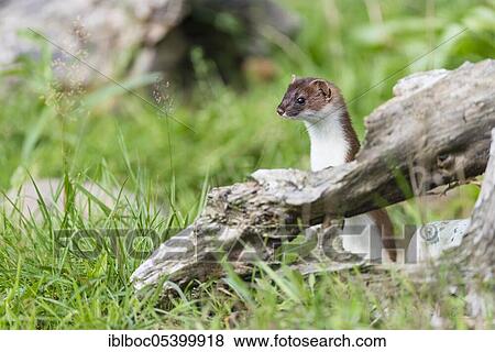 Stoat (Mustela erminea) male, Lower Saxony, Germany, Europe View Large Photo Image Stock Photo - Stoat (Mustela erminea) male, Lower Saxony, Germany, Europe. Fotosearch