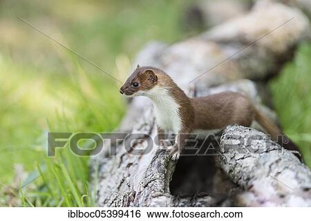 Stoat (Mustela erminea) male, Lower Saxony, Germany, Europe View Large Photo Image Stock Photograph - Stoat (Mustela erminea) male, Lower Saxony, Germany, Europe. Fotosearch