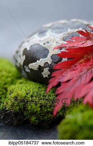 Stock Photo - Stone with moss and red leaf, maple leaf. Fotosearch