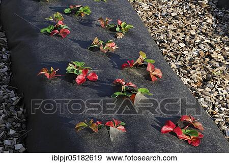 Strawberry cultivation, strawberry plants, strawberry cultivation, film cultivation View Large Photo Image Stock Photo - Strawberry cultivation, strawberry plants, strawberry cultivation, film cultivation. Fotosearch