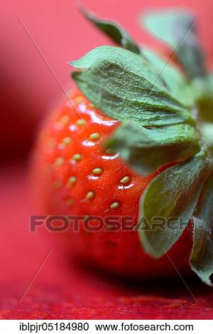 Strawberry ( Fragaria x ananassa) View Large Photo Image Stock Image - Strawberry ( Fragaria x ananassa). Fotosearch