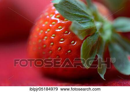 Strawberry ( Fragaria x ananassa) View Large Photo Image Stock Photo - Strawberry ( Fragaria x ananassa). Fotosearch