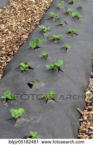 Strawberry plants, film cover (Fragaria x ananassa), strawberry cultivation, strawberry, film View Large Photo Image Stock Image - Strawberry plants, film cover (Fragaria x ananassa), strawberry cultivation, strawberry, film. Fotosearch