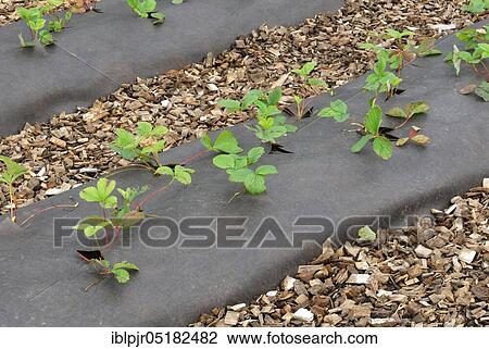 Strawberry plants, film cover (Fragaria x ananassa), strawberry cultivation, strawberry, film View Large Photo Image Stock Image - Strawberry plants, film cover (Fragaria x ananassa), strawberry cultivation, strawberry, film. Fotosearch
