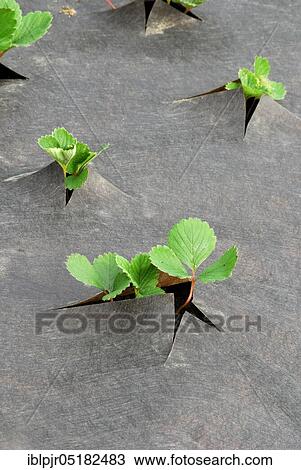 Stock Image - Strawberry plants, film cover (Fragaria x ananassa), strawberry cultivation, strawberry, film. Fotosearch