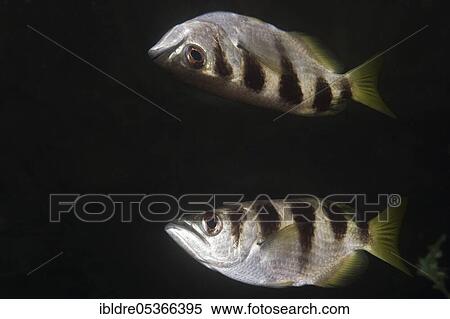 Striped archerfish (Toxotes jaculatrix), Russell Islands, Solomon Islands, Oceania View Large Photo Image Stock Photography - Striped archerfish (Toxotes jaculatrix), Russell Islands, Solomon Islands, Oceania. Fotosearch
