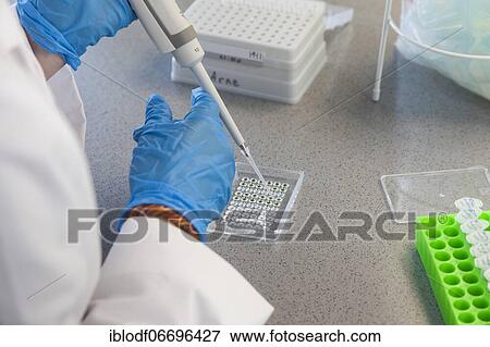 Stock Photo - Student of the faculty of biology at the University of Duisburg-Essen during research work pipetting, Essen, North Rhine-Westphalia, Germany, Europe. Fotosearch
