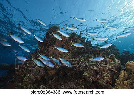 Suez fusiliers on the reef, Caesio suevica, St. Johns, Red Sea, Egypt, Africa View Large Photo Image Stock Photograph - Suez fusiliers on the reef, Caesio suevica, St. Johns, Red Sea, Egypt, Africa. Fotosearch