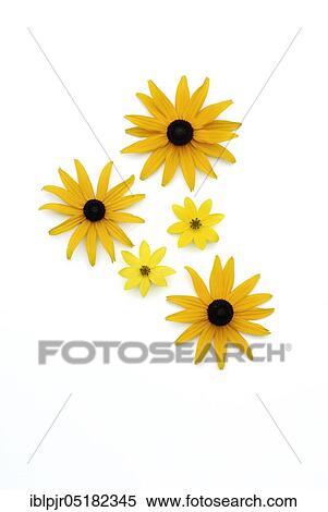 Stock Photography - Sun hat and girl's eye (Coreopsis spec. ), Coneflower (Rudbeckia spec. ), girl's eye. Fotosearch