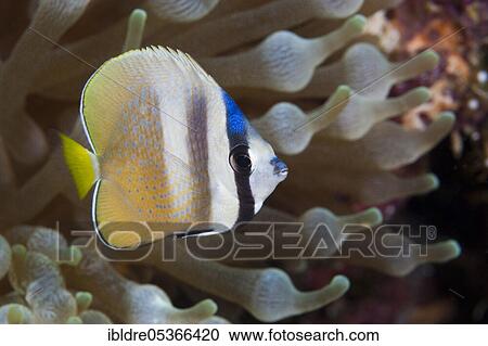 Sunburst Butterflyfish (Chaetodon kleinii), Florida Islands, Solomon Islands, Oceania View Large Photo Image Stock Image - Sunburst Butterflyfish (Chaetodon kleinii), Florida Islands, Solomon Islands, Oceania. Fotosearch