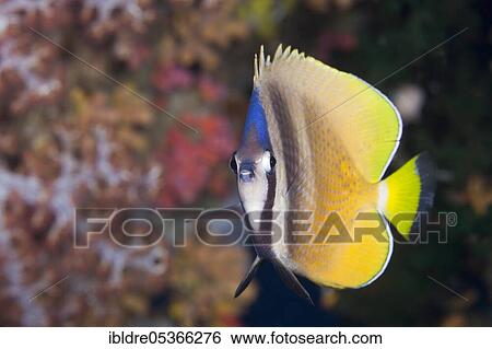 Sunburst Butterflyfish (Chaetodon kleinii), Florida Islands, Solomon Islands, Oceania View Large Photo Image Stock Photograph - Sunburst Butterflyfish (Chaetodon kleinii), Florida Islands, Solomon Islands, Oceania. Fotosearch