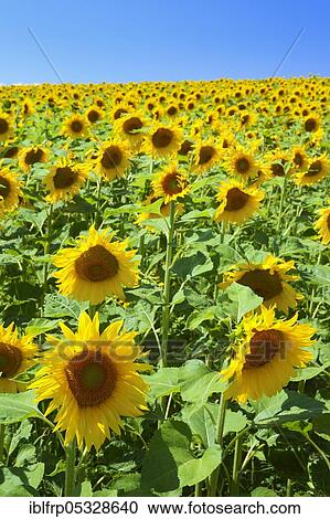 Sunflower field, Switzerland, Europe View Large Photo Image Stock Image - Sunflower field, Switzerland, Europe. Fotosearch