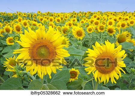 Stock Image - Sunflower field, Switzerland, Europe. Fotosearch