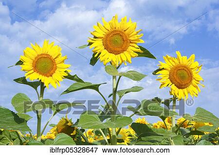 Sunflower field, Switzerland, Europe View Large Photo Image Stock Photo - Sunflower field, Switzerland, Europe. Fotosearch