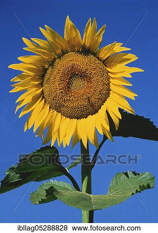 Sunflower (helianthus) AGAINST BLUE SKY, OISE, FRANCE View Large Photo Image Stock Photo - Sunflower (helianthus) AGAINST BLUE SKY, OISE, FRANCE. Fotosearch