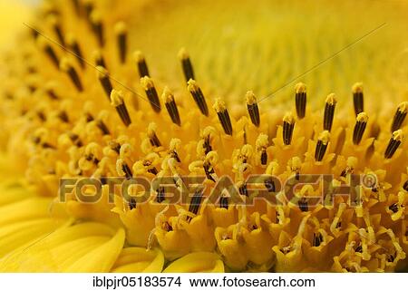 Picture - Sunflower (Helianthus annuus). Fotosearch