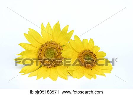 Stock Image - Sunflower (Helianthus annuus). Fotosearch