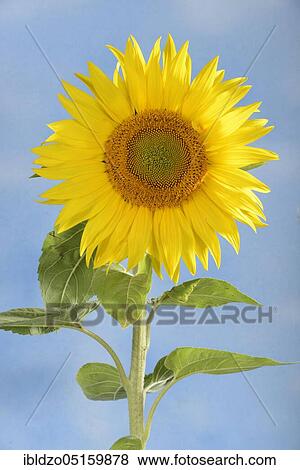 Sunflower (Helianthus annuus) View Large Photo Image Stock Photo - Sunflower (Helianthus annuus). Fotosearch