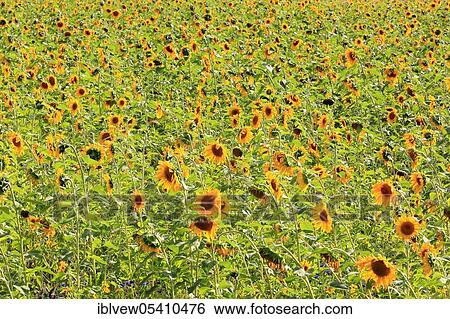 Stock Photograph - Sunflower (Helianthus annuus) Baden-Württemberg, Germany, Europe. Fotosearch