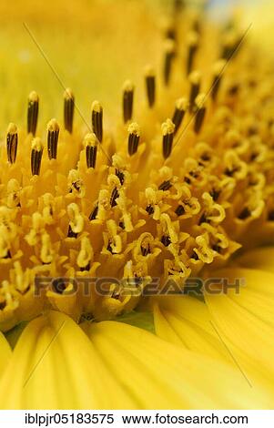 Sunflower (Helianthus annuus) View Large Photo Image Stock Photography - Sunflower (Helianthus annuus). Fotosearch