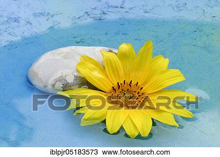 Sunflower (Helianthus annuus) with stone in water View Large Photo Image Stock Image - Sunflower (Helianthus annuus) with stone in water. Fotosearch