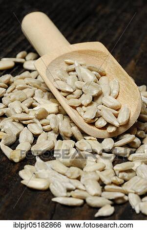Sunflower seeds, kernels, seeds, seedlings, hulled, sunflower View Large Photo Image Stock Photograph - Sunflower seeds, kernels, seeds, seedlings, hulled, sunflower. Fotosearch
