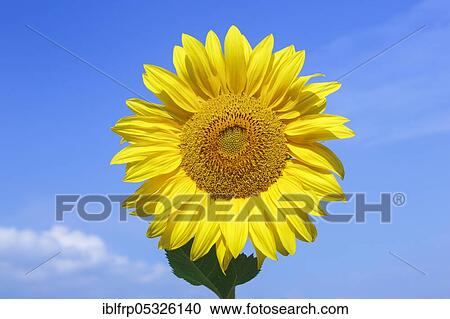 Stock Image - Sunflowers, Helianthus annuus, Switzerland, Europe. Fotosearch