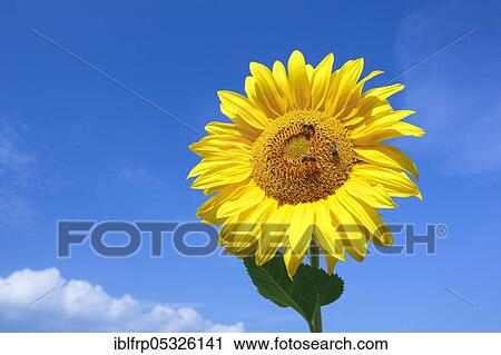 Sunflowers, Helianthus annuus, Switzerland, Europe View Large Photo Image Stock Image - Sunflowers, Helianthus annuus, Switzerland, Europe. Fotosearch