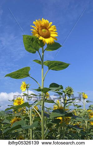 Sunflowers, Helianthus annuus, Switzerland, Europe View Large Photo Image Stock Photo - Sunflowers, Helianthus annuus, Switzerland, Europe. Fotosearch