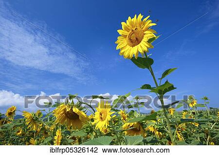Sunflowers, sunflower field, Helianthus annuus, Switzerland, Europe View Large Photo Image Stock Image - Sunflowers, sunflower field, Helianthus annuus, Switzerland, Europe. Fotosearch
