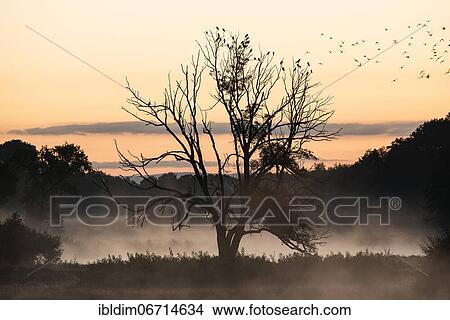 Sunrise and morning fog in the nature reserve Steinhorster Becken, North Rhine-Westphalia, Germany, Europe View Large Photo Image Picture - Sunrise and morning fog in the nature reserve Steinhorster Becken, North Rhine-Westphalia, Germany, Europe. Fotosearch