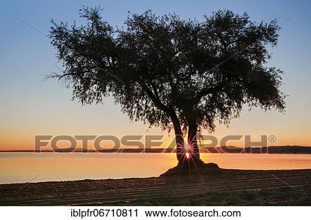 Stock Image - Sunrise, pasture at Lake Murten, Vaud, Switzerland, Europe. Fotosearch