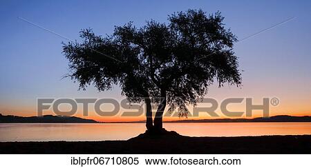 Sunrise, pasture at Lake Murten, Vaud, Switzerland, Europe View Large Photo Image Stock Photography - Sunrise, pasture at Lake Murten, Vaud, Switzerland, Europe. Fotosearch