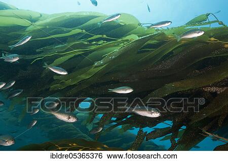 Swallowtail damselfish in kelp, Chromis punctipinnis, San Benito Island, Mexico, Central America View Large Photo Image Stock Photograph - Swallowtail damselfish in kelp, Chromis punctipinnis, San Benito Island, Mexico, Central America. Fotosearch