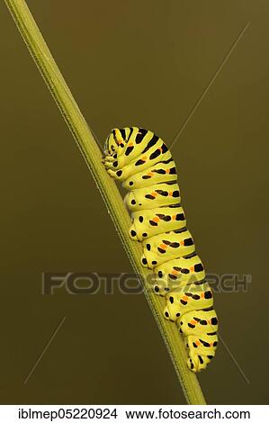 Swallowtail (Papilio machaon), caterpillar View Large Photo Image Picture - Swallowtail (Papilio machaon), caterpillar. Fotosearch