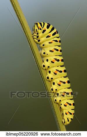 Swallowtail (Papilio machaon), caterpillar View Large Photo Image Stock Photograph - Swallowtail (Papilio machaon), caterpillar. Fotosearch
