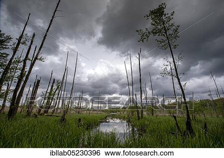 Stock Photograph - Swamp, Lusatia, Saxony, Germany, Europe. Fotosearch