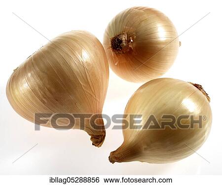Stock Photograph - SWEET ONION Allium Cepa, Free Plate. Fotosearch